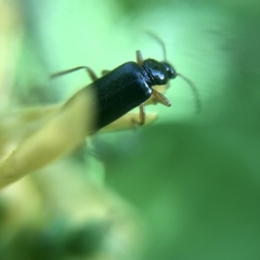 Pedilus elegans