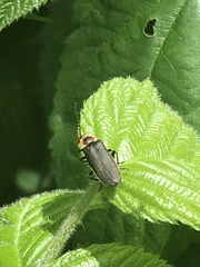 Atalantycha dentigera