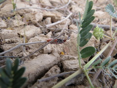 Spilostethus longulus