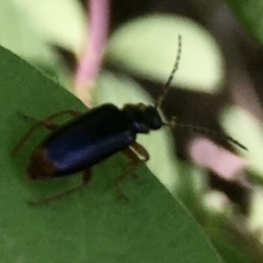 Pedilus elegans