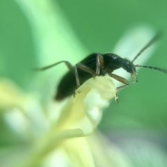 Pedilus elegans