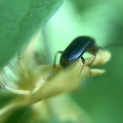 Pedilus elegans