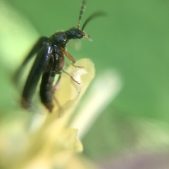 Pedilus elegans