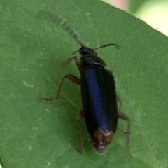 Pedilus elegans