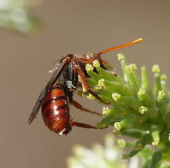 Nomada valida
