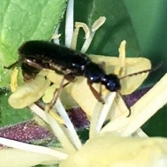 Pedilus elegans