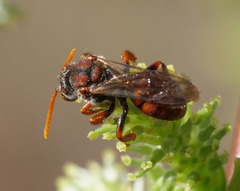 Nomada valida