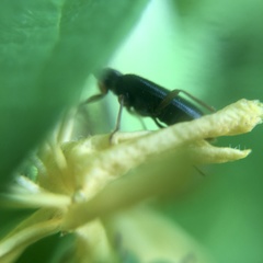 Pedilus elegans