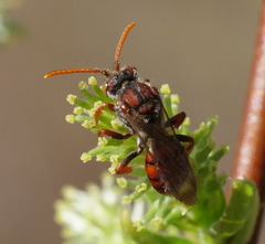 Nomada valida