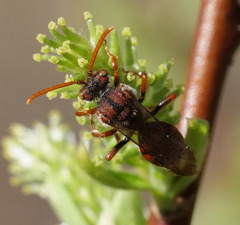 Nomada valida