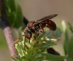 Nomada valida
