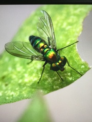 Condylostylus armipes