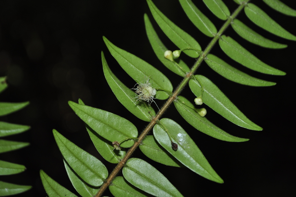 Plinia hatschbachii