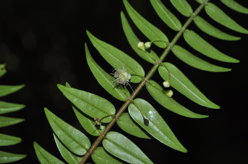 Plinia hatschbachii
