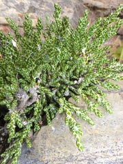 Helichrysum intermedium