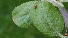 Stephostethus lardarius