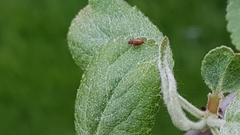 Stephostethus lardarius