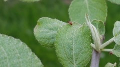 Stephostethus lardarius
