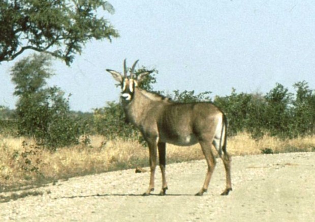 Antílope ruano (Hippotragus equinus)