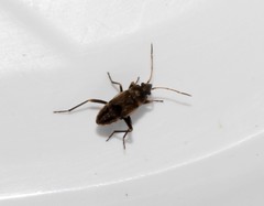 Rhyparochromus