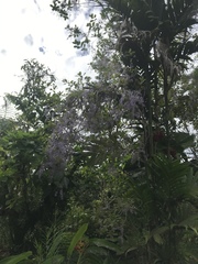 Petrea