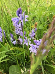 Hyacinthoides hispanica