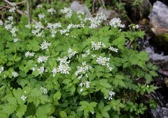 Cardamine appendiculata