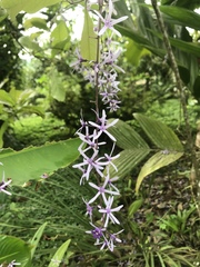 Petrea