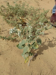 Heliotropium lasiocarpum