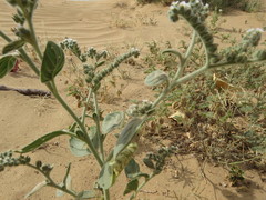 Heliotropium lasiocarpum
