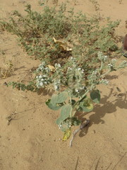 Heliotropium lasiocarpum