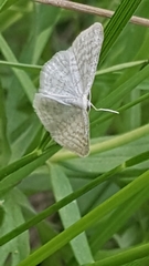 Idaea pallidata