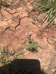 Astragalus lindheimeri