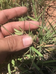 Astragalus lindheimeri