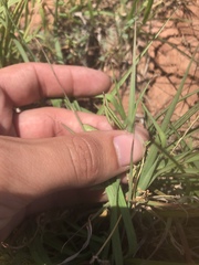 Astragalus lindheimeri