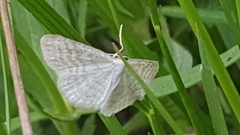 Idaea pallidata