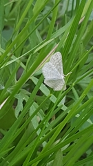 Idaea pallidata