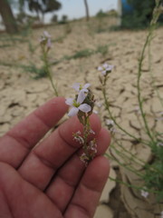 Erucaria hispanica