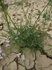 Erucaria hispanica