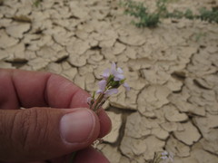 Erucaria hispanica