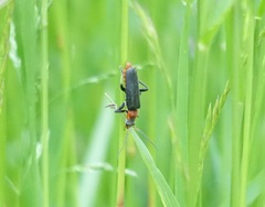 Cantharis fusca