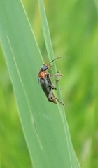 Cantharis fusca