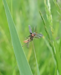 Cantharis fusca
