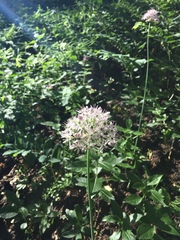 Allium decipiens quercetorum