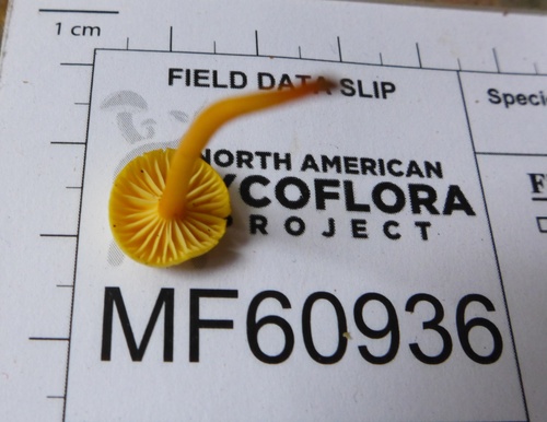Hygrocybe parvula