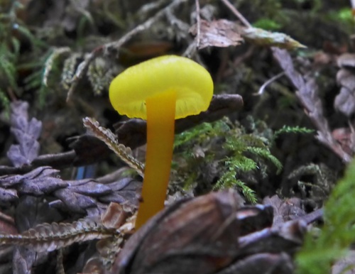 Hygrocybe parvula (Photo 2 of 3)