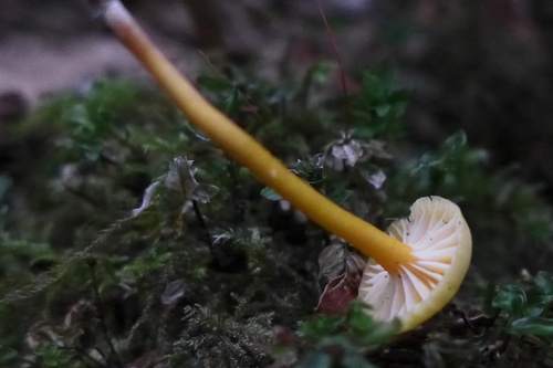 Hygrocybe parvula (Photo 3 of 3)