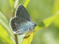 Polyommatus thersites