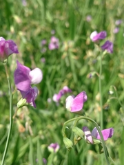 Lathyrus hirsutus