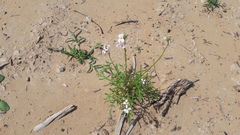 Erucaria hispanica
